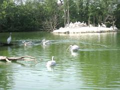 101PARC AUX OISEAUX DANS L AIN 2016 1_000020